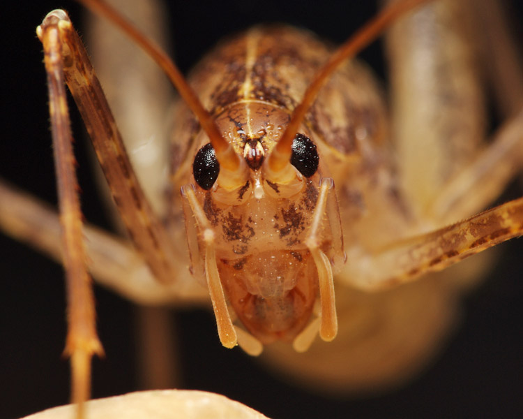 Troglophilus, Rhaphidophoridae, Bosnia-Erzegovina, 05.2011